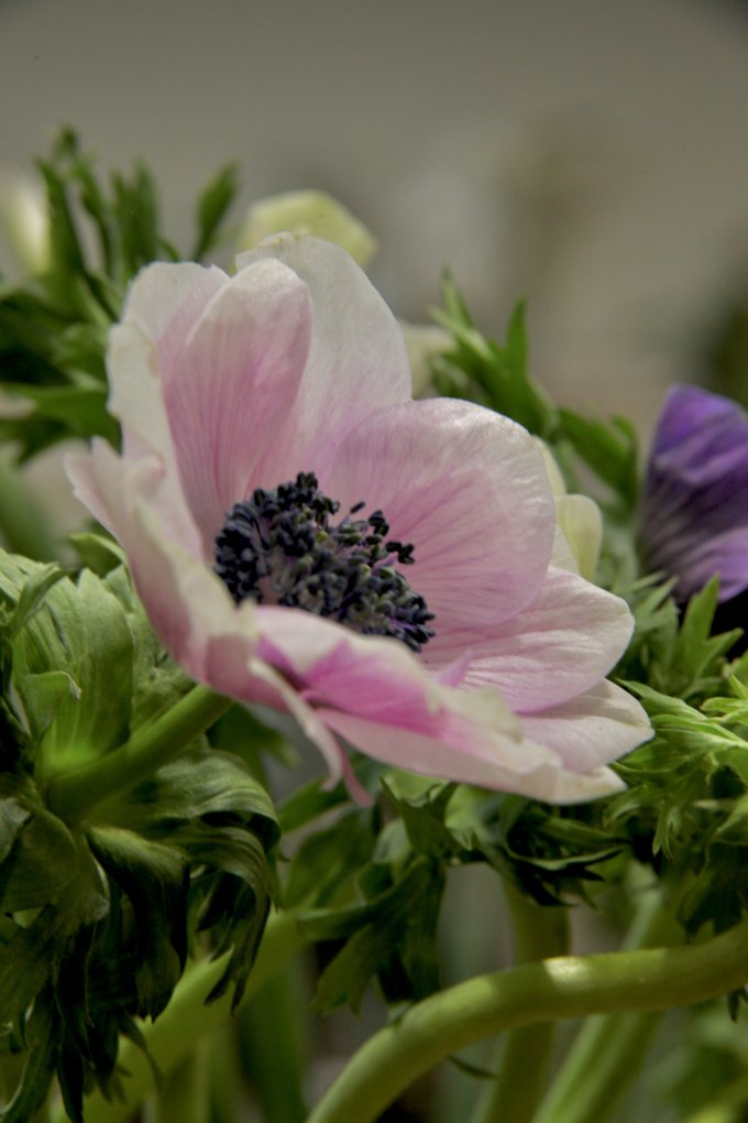 Conter fleurette photo 5